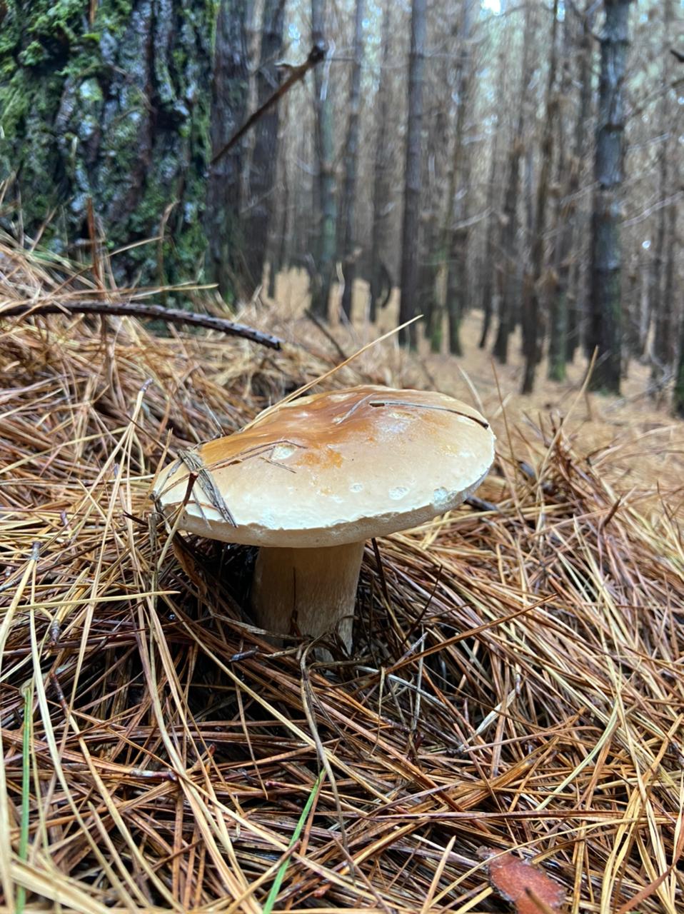 Cogumelo Porcini  na Coxilha rica | 