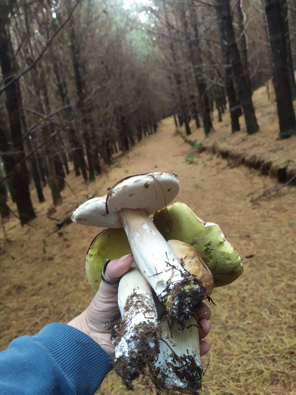 Cogumelo Porcini  na Coxilha rica | 